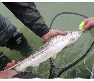 Meerforelle / Seatrout