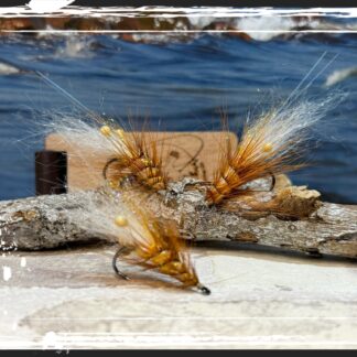 FKM 26/0620 Shrimp